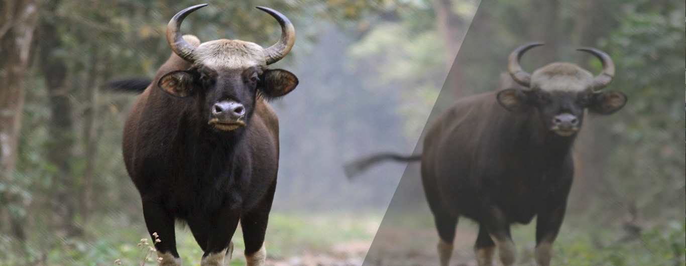 Gaur
Indian Bison - Dooars